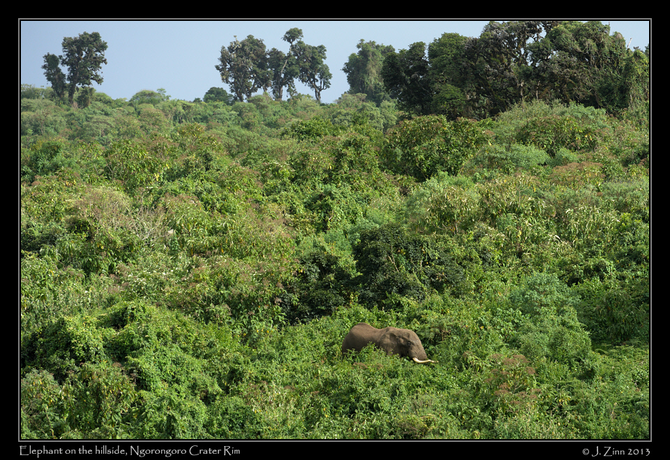 elephant_ngorongoro_0295b