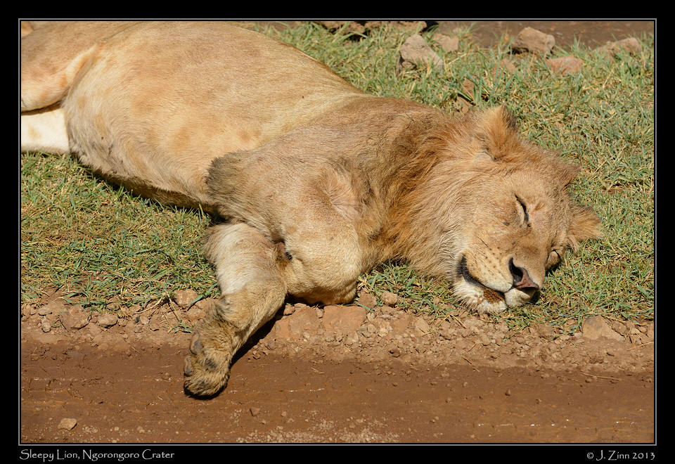 lion_ngorongoro_0126a