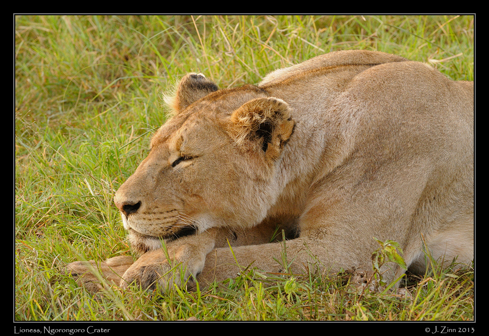 lion_ngorongoro_3167a