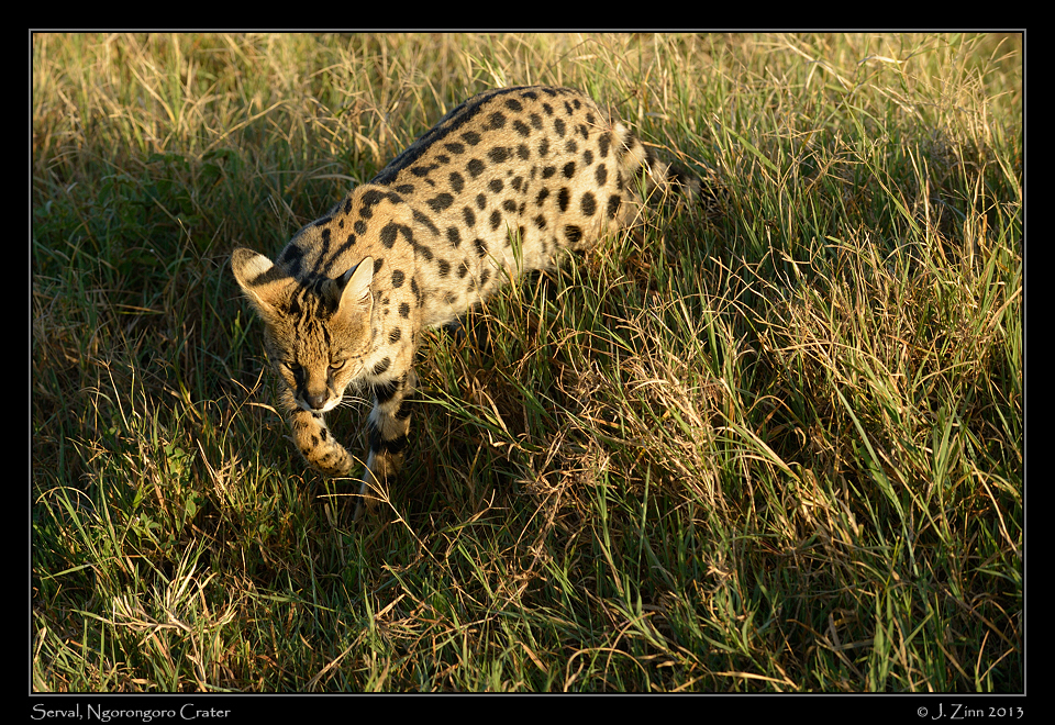 serval_ngorongoro_0011a