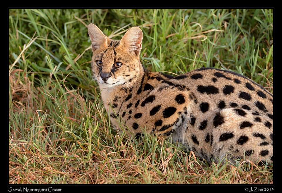 serval_ngorongoro_9985a