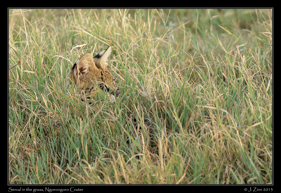 serval_ngorongoro_9992b