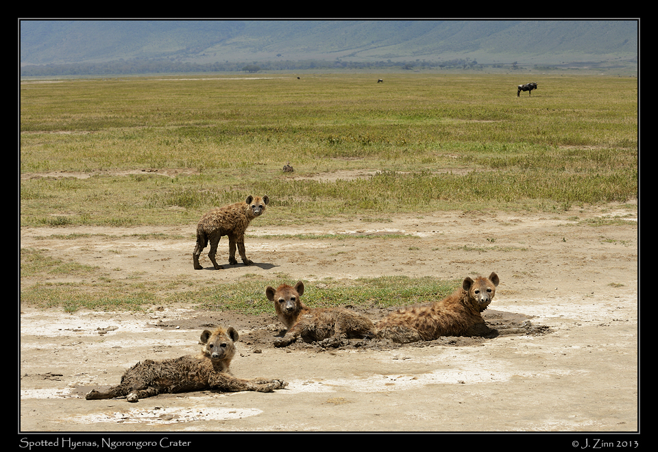 spotted_hyenas_0272a