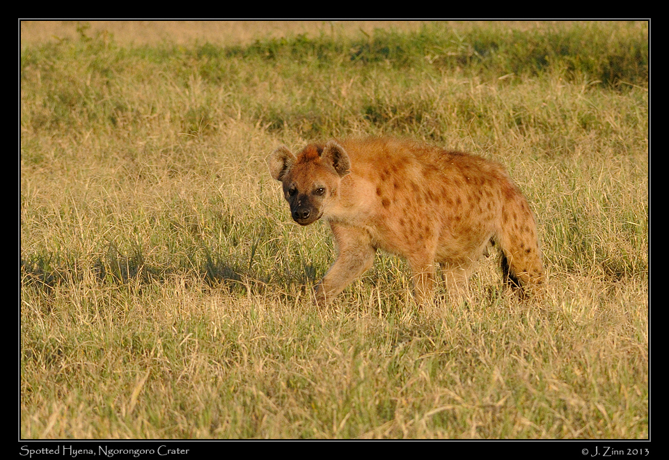 spotted_hyenas_2948a