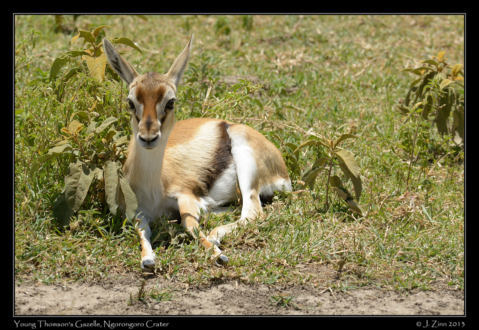 thomsons_gazelle_0253a