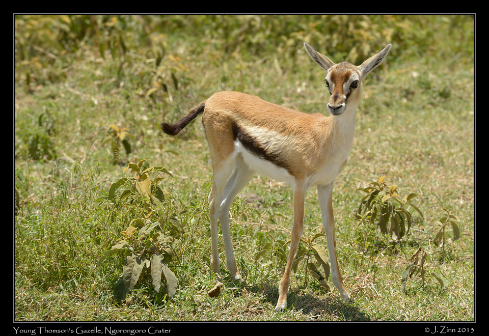 thomsons_gazelle_0256a