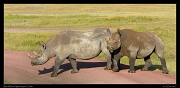  Black Rhinos, Ngorongoro Crater � J. Zinn