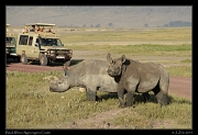  Black Rhino photo op, Ngorongoro Crater � J. Zinn