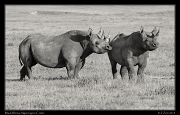  Black Rhinos, Ngorongoro Crater � J. Zinn