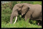  Elephant bull, Ngorongoro Crater � J. Zinn