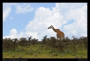  Maasai Giraffe, Ngorongoro Crater rim � J. Zinn