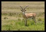  Grant's Gazelle, Ngorongoro Crater � J. Zinn
