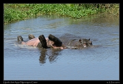  Upside down hippo! Ngorongoro Crater � J. Zinn