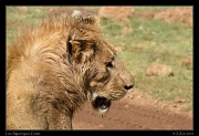  Lion, Ngorongoro Crater � J. Zinn