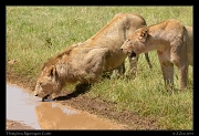  Thirsty lions, Ngorongoro Crater � J. Zinn