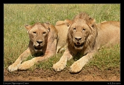  Lion pair, Ngorongoro Crater � J. Zinn