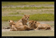  Lion pride, Ngorongoro Crater � J. Zinn
