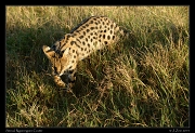  Serval, Ngorongoro Crater � J. Zinn