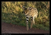  Serval, Ngorongoro Crater � J. Zinn