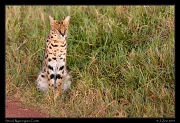  Serval, Ngorongoro Crater � J. Zinn