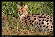  Serval, Ngorongoro Crater � J. Zinn