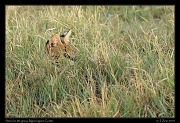  Hiding Serval, Ngorongoro Crater � J. Zinn