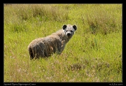  Spotted Hyena, Ngorongoro Crater � J. Zinn