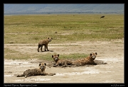  Spotted Hyenas in the mud wallow, Ngorongoro Crater � J. Zinn