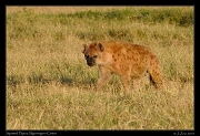  Spotted Hyena, Ngorongoro Crater � J. Zinn