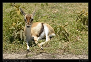  Young Thomson's Gazelle, Ngorongoro Crater � J. Zinn