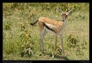  Young Thomson's Gazelle, Ngorongoro Crater � J. Zinn