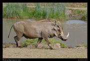  Warthog, Ngorongoro Crater � J. Zinn
