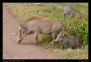  Warthog family, Ngorongoro Crater � J. Zinn