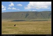  Lone Wildebeest, Ngorongoro Crater � J. Zinn