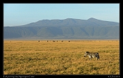  Early morning on the plains, Ngorongoro Crater � J. Zinn