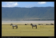 Plains Zebra, Wildebeest, and Flamingos, Ngorongoro Crater � J. Zinn