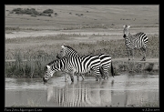  Plains Zebra, Ngorongoro Crater � J. Zinn