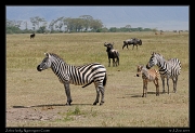  Zebra family, Ngorongoro Crater � J. Zinn
