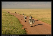  Plains Zebra hitting the road, Ngorongoro Crater � J. Zinn