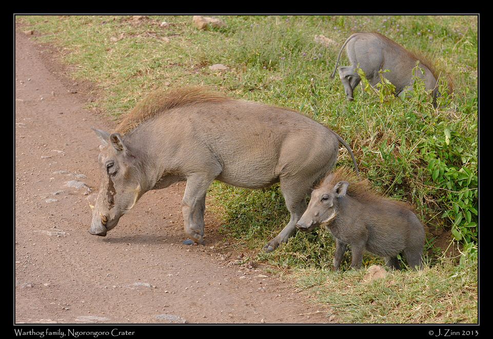 warthog_ngorongoro_3219a