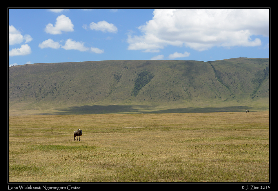wildebeest_ngorongoro_0269a