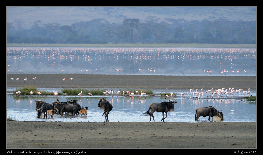 wildebeests_0328a