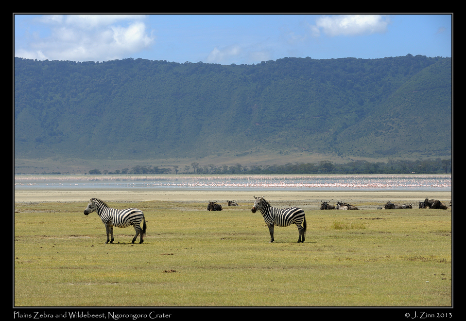 zebra_ngorongoro_0244a