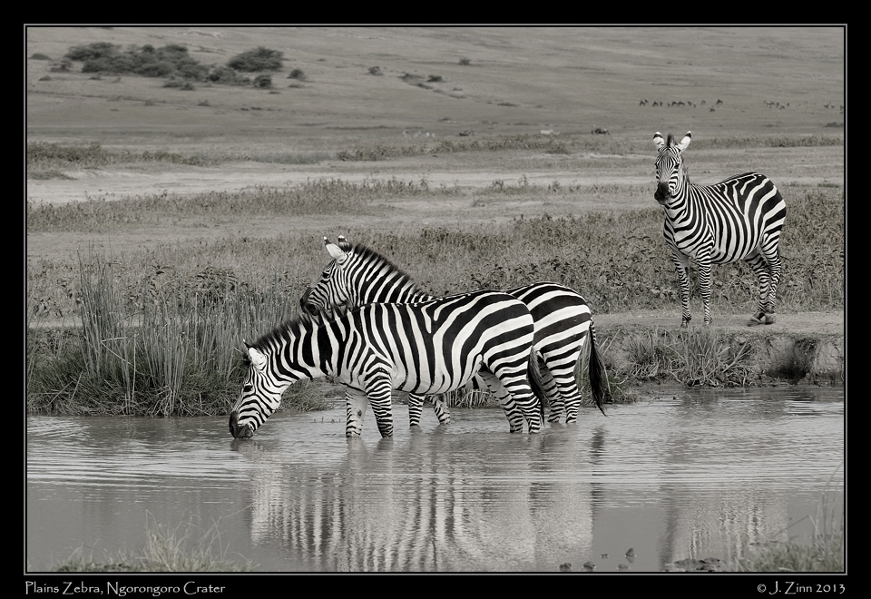 zebra_ngorongoro_3184bbw