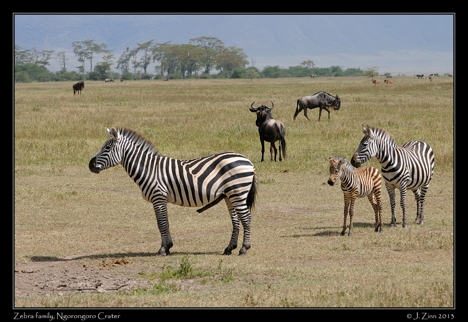 zebra_ngorongoro_3238a