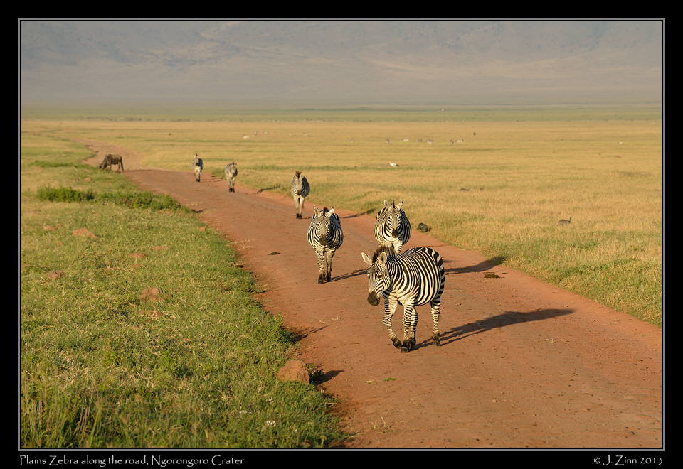 zebra_ngorongoro_9998a