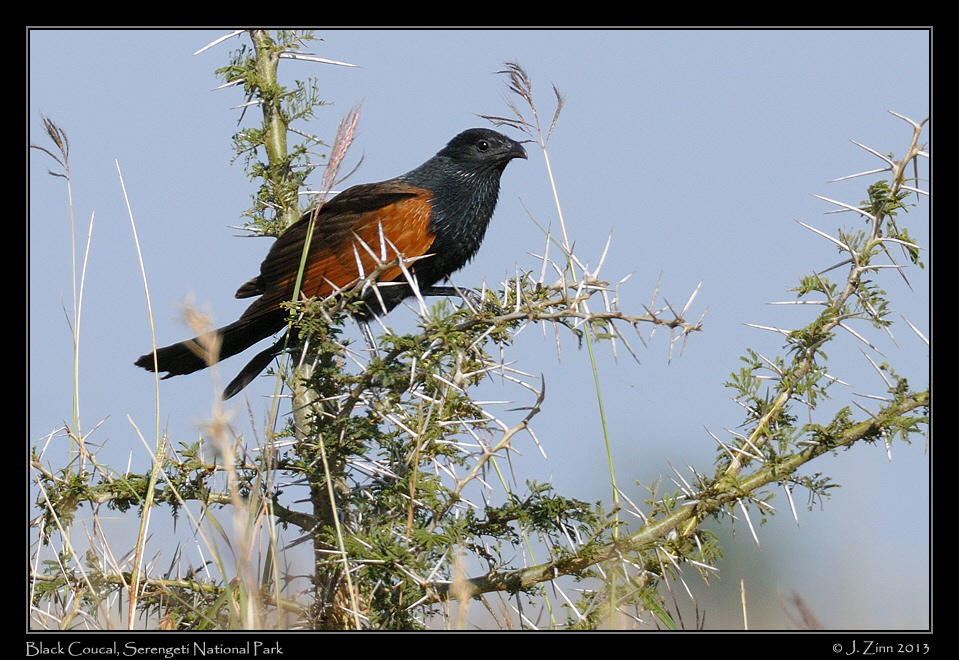 black_coucal_2620a