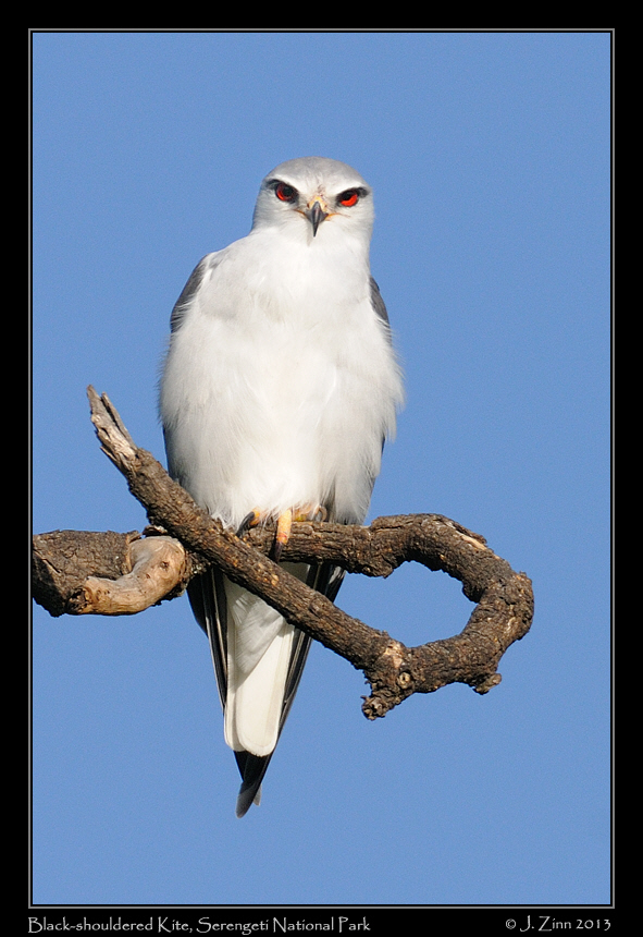 black_shouldered_kite_2765a