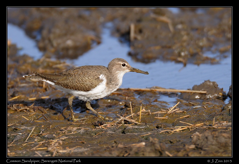 common_sandpiper_2695a