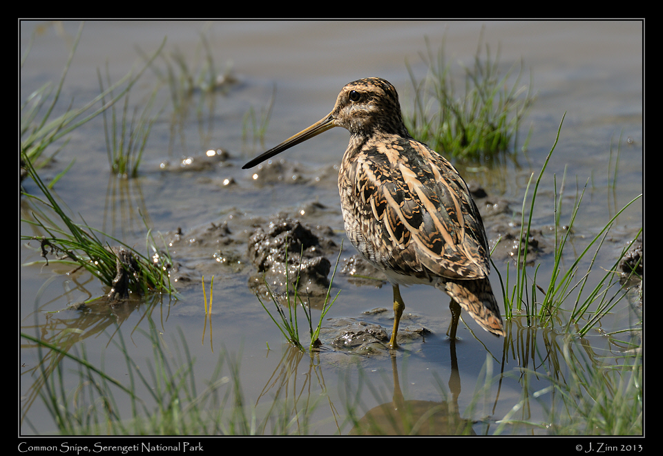common_snipe_9858a